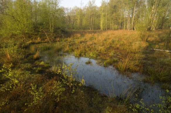 Maldegemveld