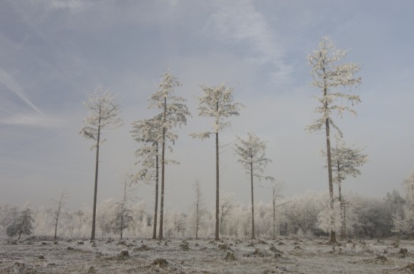 Naaldbomen in de winter.