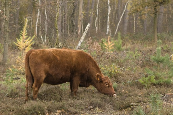 Galloway rund
