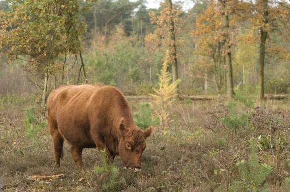 Maldegemveld