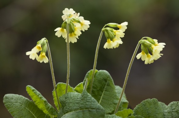Slanke sleutelbloem