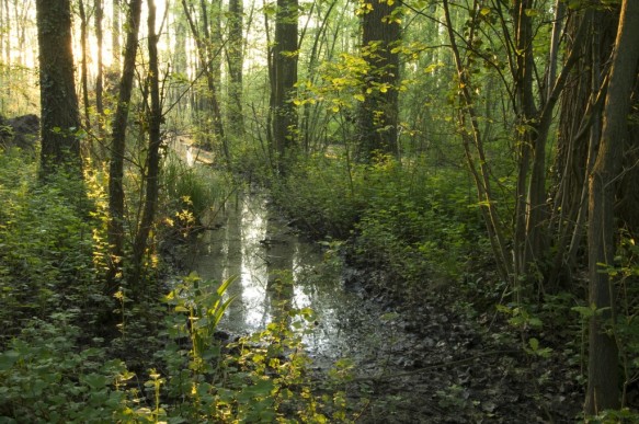 Broekbos in het Leen.
