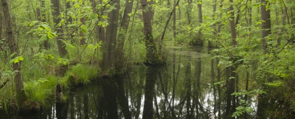 Het Leen