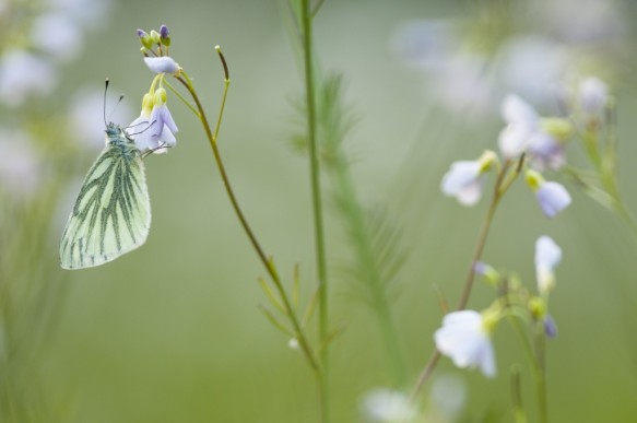 Kleine geaderd witje