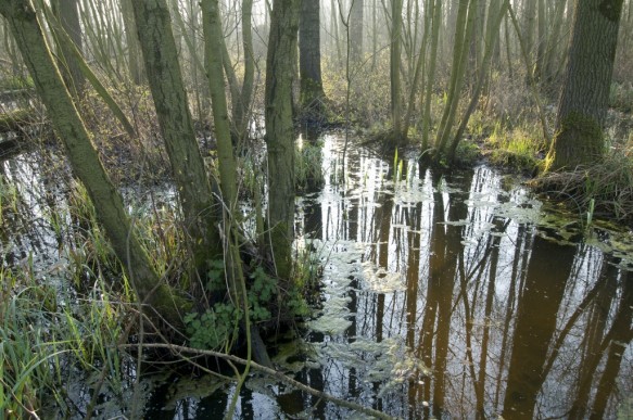 Het Leen