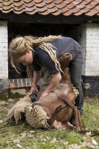 Scheren van een schaap.