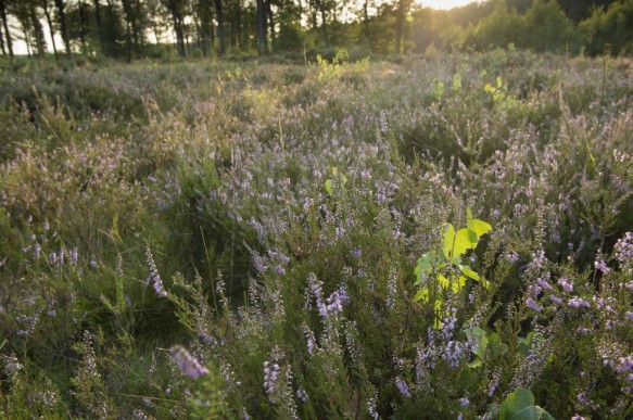 Bloeiende heide