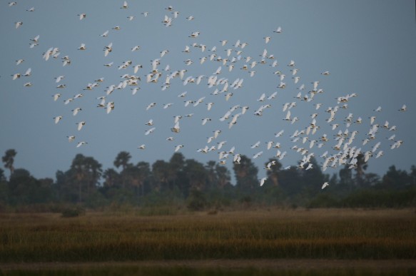 Middelste zilverreiger