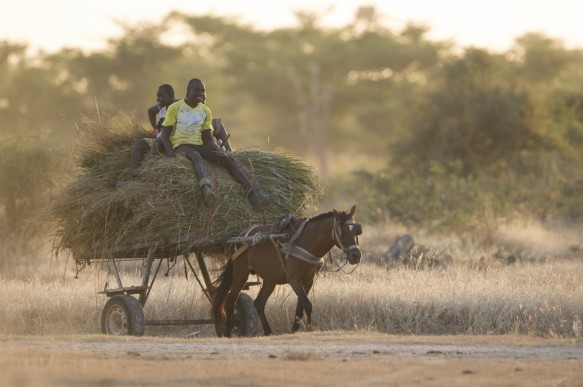 De savanne in Senegal.