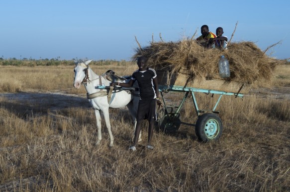 Oogsten van gras op de savanne te Senegal