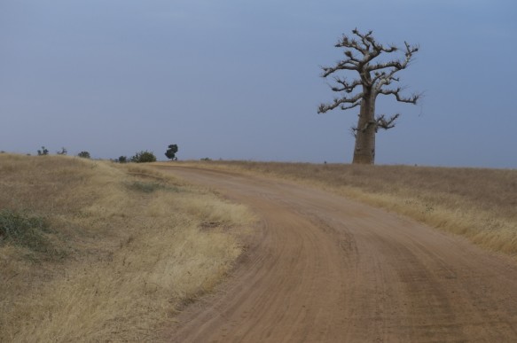 Savanne met een baobab.