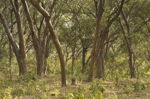Bos te Senegal