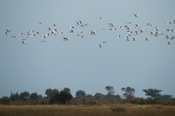 De middelste zilverreiger of geelsnavelzilverreiger