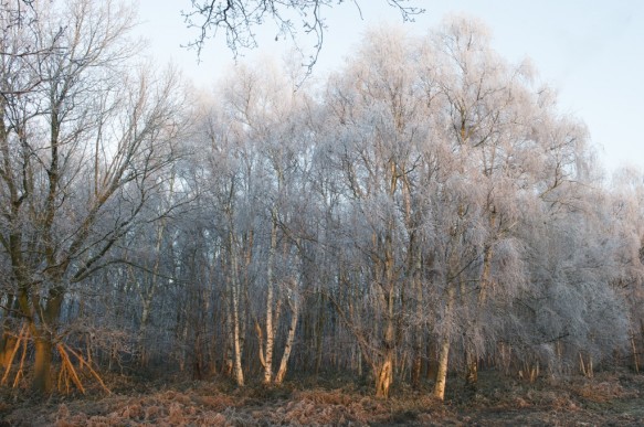 Bos in de winter