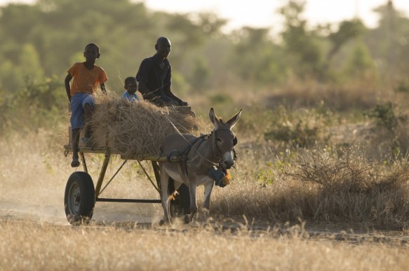 Het oogsten van gras te Senegal