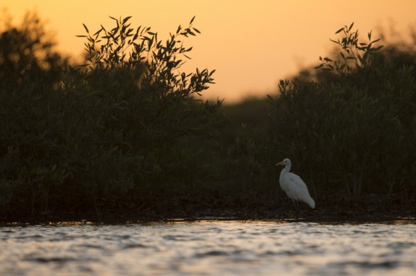 Grote zilverreiger