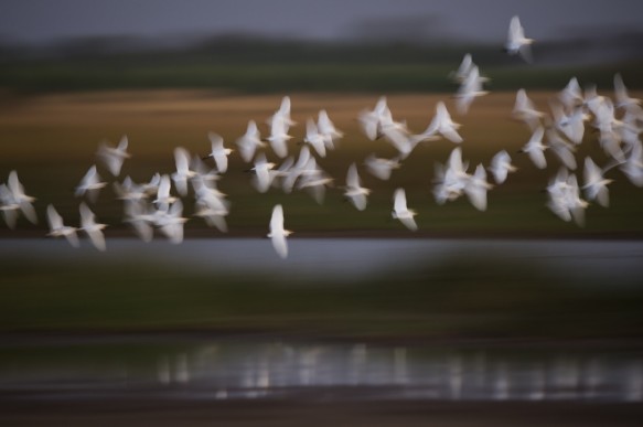 Middelste zilverreigers