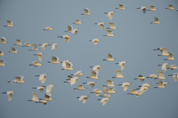 Middelste zilverreigers