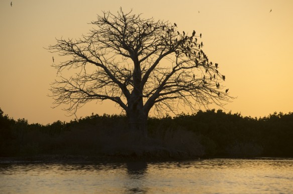 Baobab