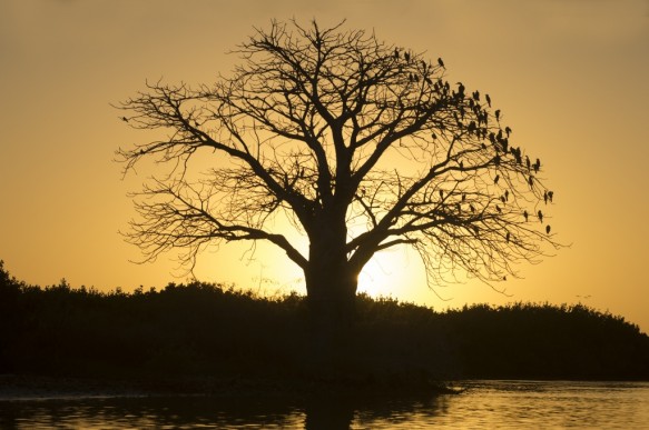 Saloum delta