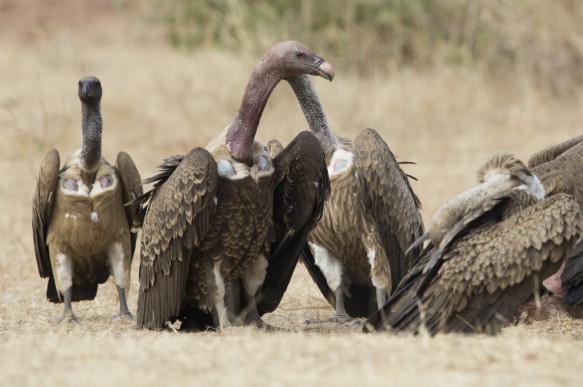 Gieren te Senegal