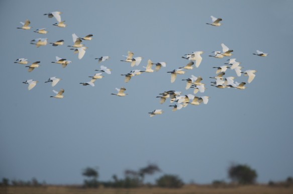 Middelste zilverreiger