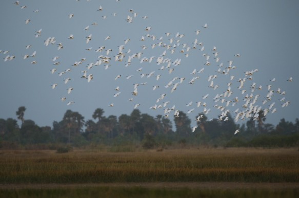 Middelste zilverreigers