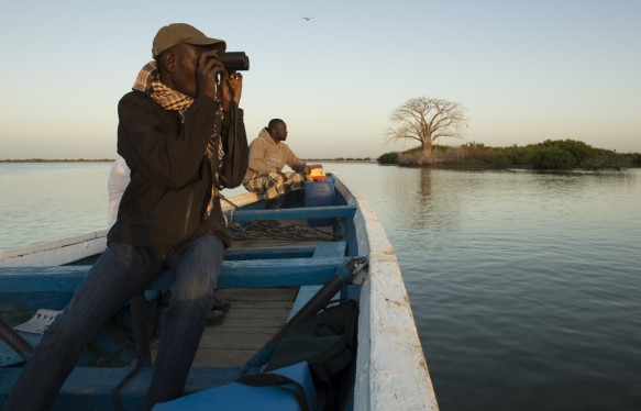 Vogelobservatie op de saloum delta