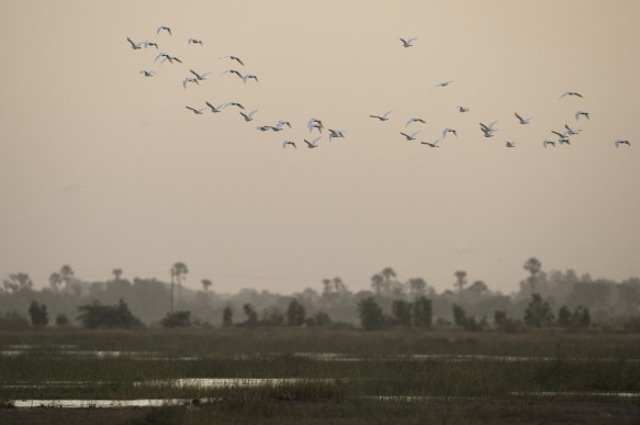 Middelste zilverreiger