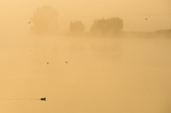 Meerkoet op de Blokkreek.