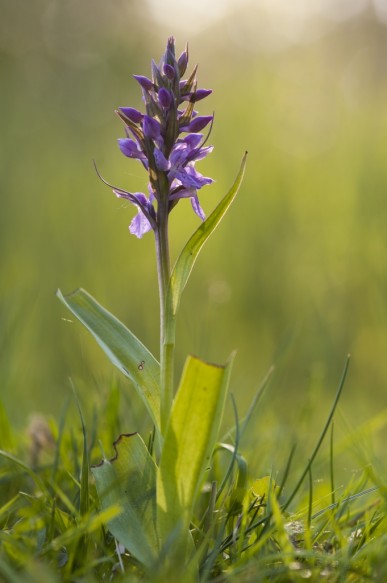 Orchidee