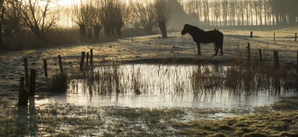 Weide met paard.