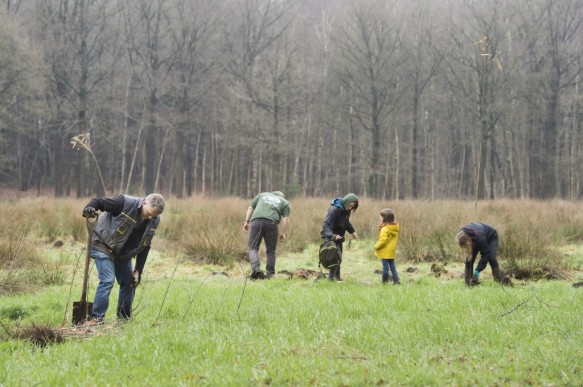 Boomplantactie