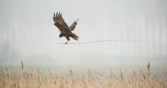 Bruine kiekendief