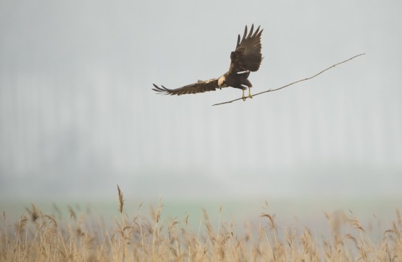 Bruine kiekendief