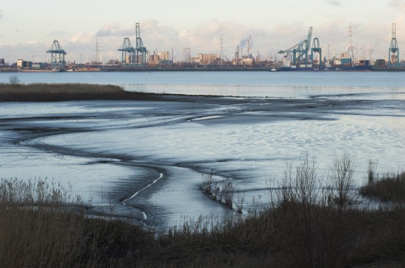 Slikken en schorren langs de Schelde