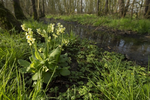 Slanke sleutelbloem