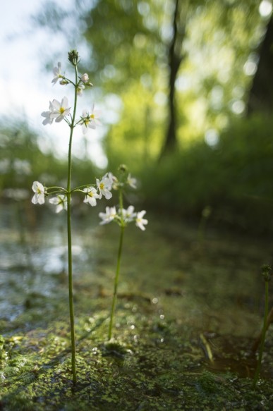 Waterviolier