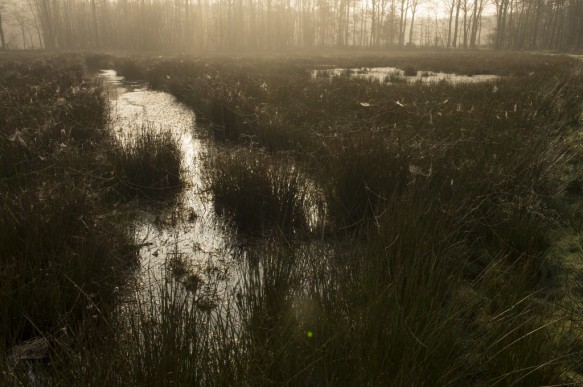 Vennen in het Bulskampveld.