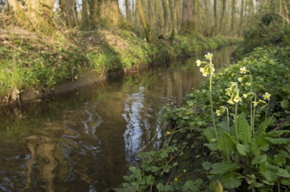 Slanke sleutelbloem