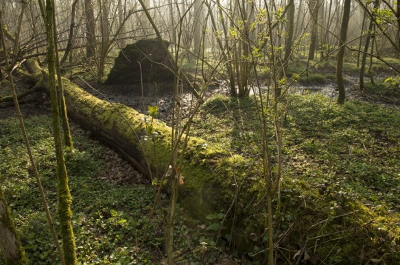 Beekdal bos