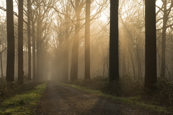 Dreef in het bos.