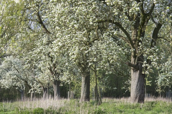 Bloeiende boomgaard.