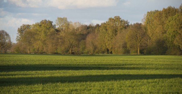 Keigatbos in de lente.