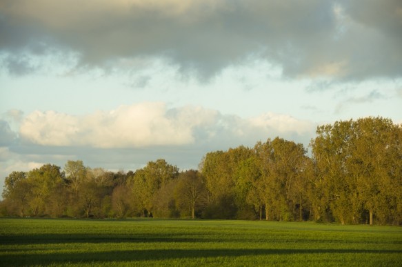 Keigatbos in de lente.