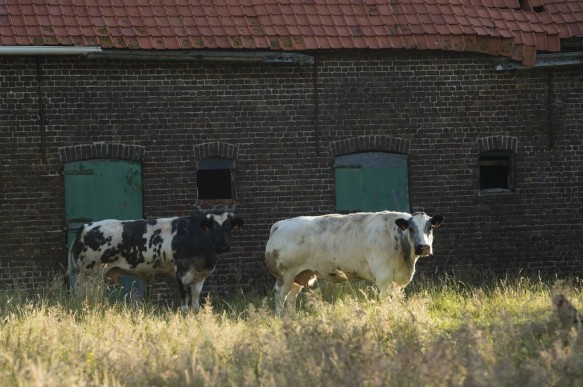 Oude hoeve