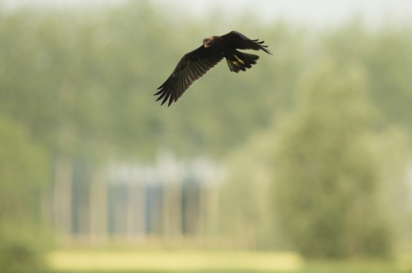 Jonge bruine kiekendief