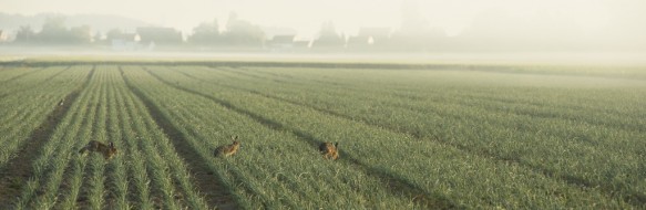 Hazen in de polder