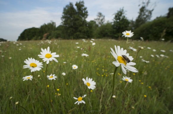 Bloeiende margrieten.