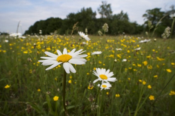 Bloeiende margrieten.